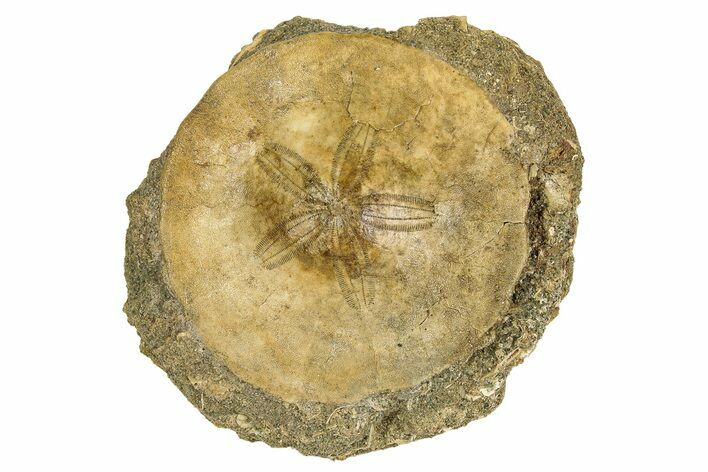 Eocene Sand Dollar (Periarchus) Fossil - Mississippi #189504